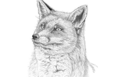 Renard portrait au crayon